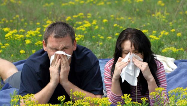 аллергия на сорные травы