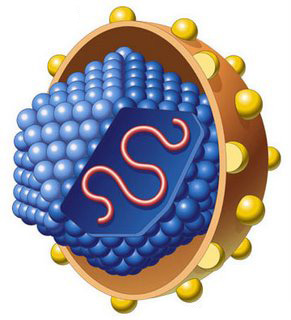 Все о хроническом вирусном гепатите С. Лечение, симптомы и способы передачи