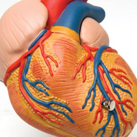 увеличение желудочка сердца