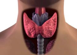 Причины болезни щитовидки