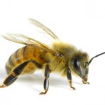 Аллергия на укус пчелы — опаснее чем кажется!