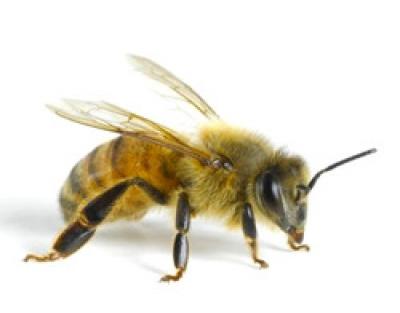 Аллергия на укус пчелы — опаснее чем кажется!