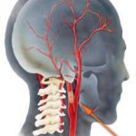 Какие функции выполняет сонная артерия на шее?