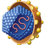 Все о хроническом вирусном гепатите С