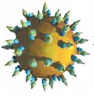 Вирусное заболевание гепатит С и его лечение при помощи народной медицины