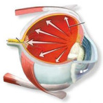 Средства народной медицины в лечении глаукомы
