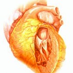 Все о гипотрофии левого желудочка сердца