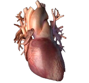 причины болезни сердца
