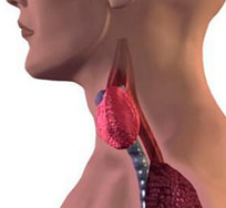 проблемы с щитовидкой