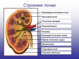 Строение почки