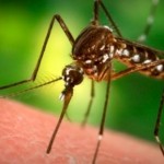 4 опаснейшие инфекционные болезни, поджидающие туриста в тропиках