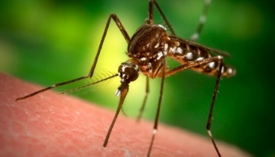 4 опаснейшие инфекционные болезни, поджидающие туриста в тропиках