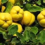 Ценный фрукт айва и его полезные свойства