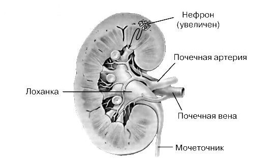 Аномалии количества