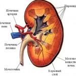 Выделение — основная ли это функция почек в организме?