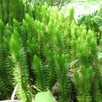 Баранец обыкновенный: ядовитое растение в борьбе с человеческими недугами