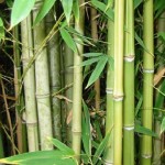 Тростниковый бамбук-кладовая здоровья!