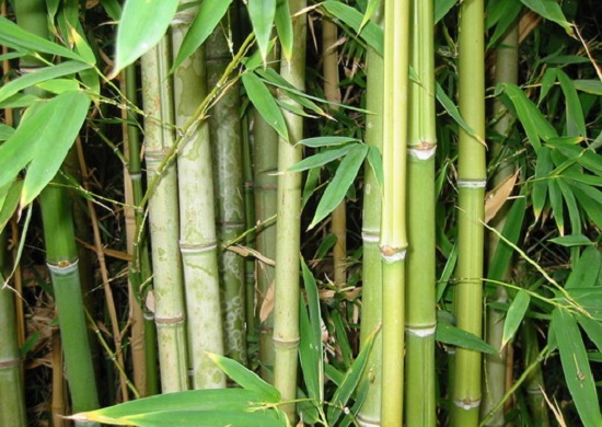 Тростниковый бамбук-кладовая здоровья!
