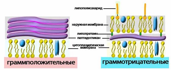 Липополисахариды