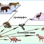 Эволюционный процесс и общая дегенерация