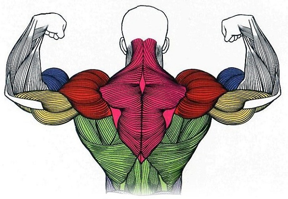 Мышцы тела